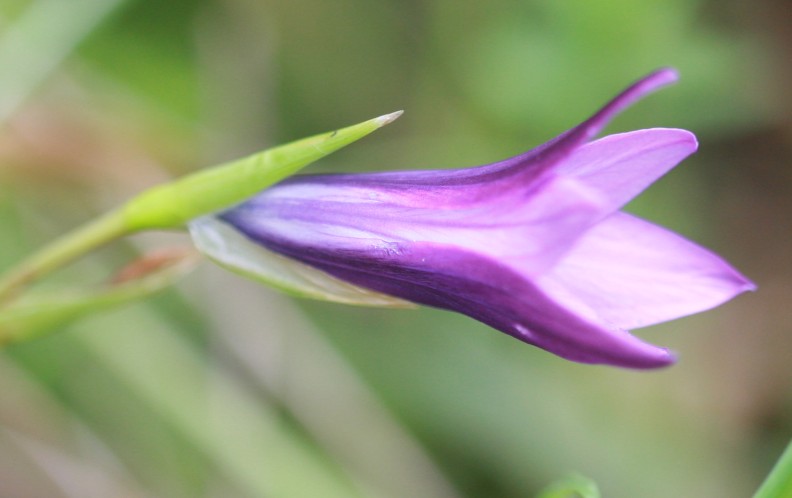Romulea ligustica - Sardegna